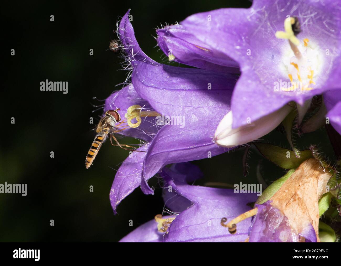 Preston, Lancashire, UK. 12th July, 2021. A Marmalade hover fly on bellflowers, Chipping, Preston, Lancashire, UK. Most hover flies are important plant pollinators and pest controllers. Credit: John Eveson/Alamy Live News Stock Photo