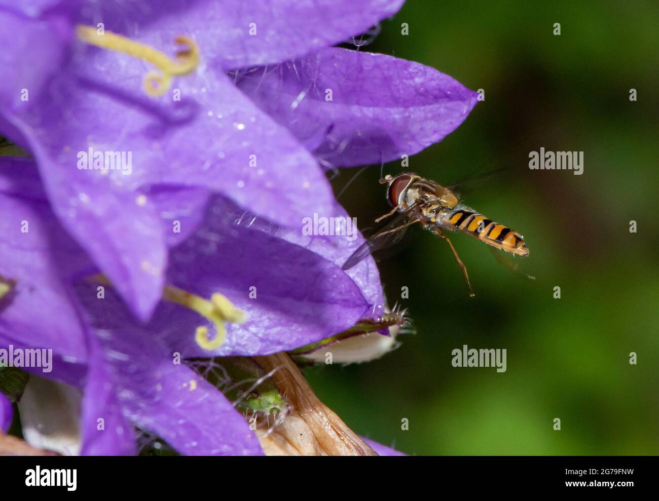 Preston, Lancashire, UK. 12th July, 2021. A Marmalade hover fly on