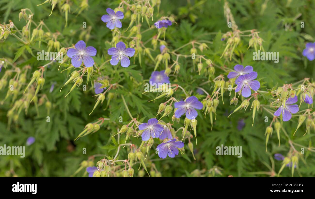 Tall dry grass purple flowers hi-res stock photography and images - Alamy