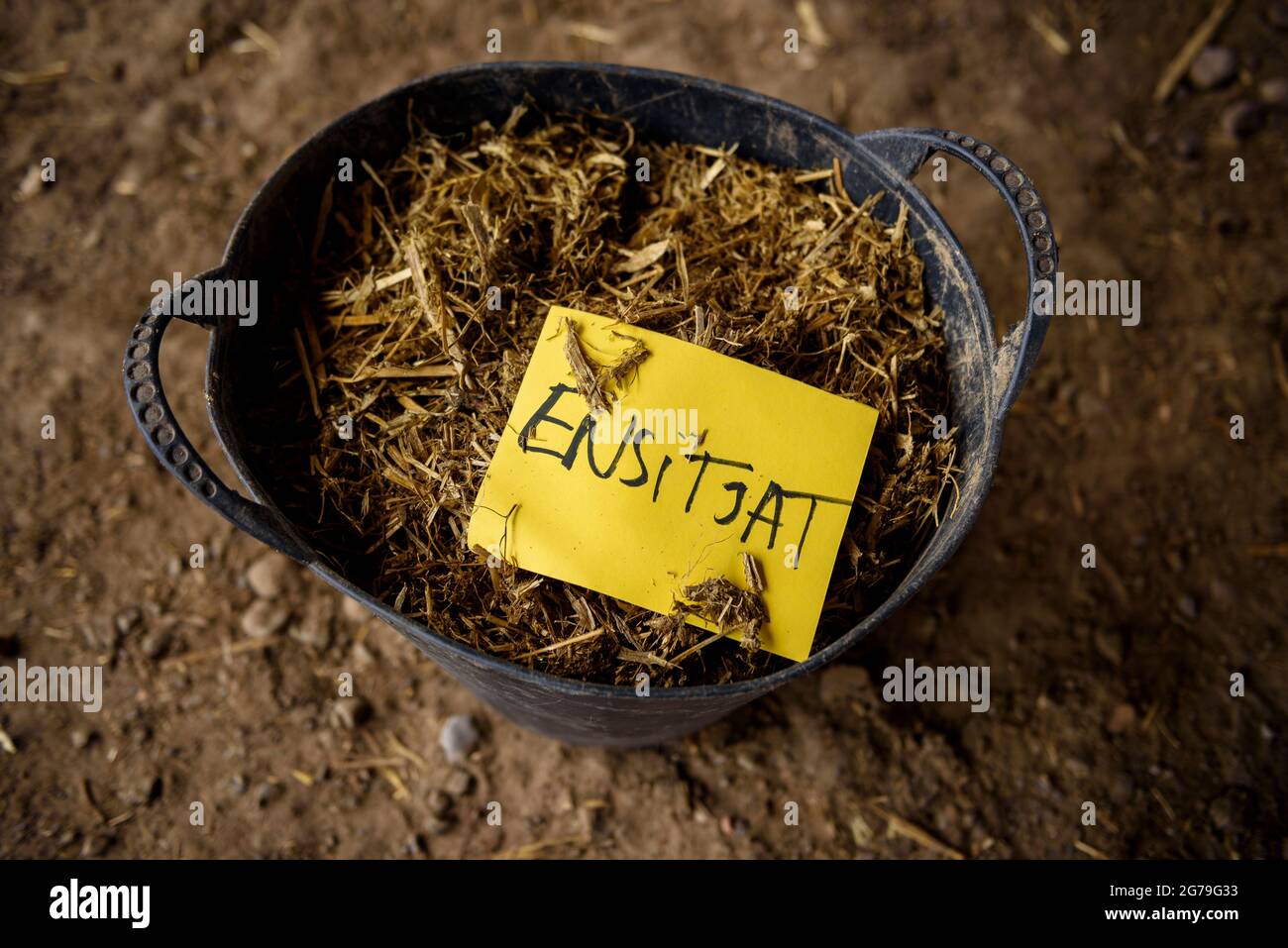 Basket with various types of cereal in the Soler de N'Hug livestock farmhouse, in Prats de Lluçanès (Osona, Barcelona, Catalonia, Spain) Stock Photo