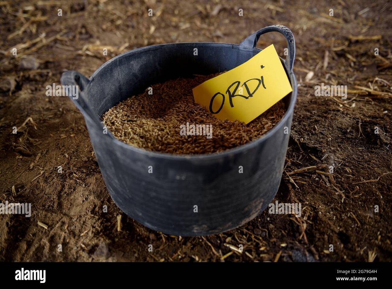 Basket with various types of cereal in the Soler de N'Hug livestock farmhouse, in Prats de Lluçanès (Osona, Barcelona, Catalonia, Spain) Stock Photo