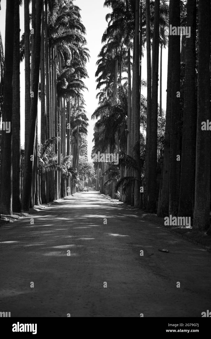 Avenue of royal palm trees (Roystonea oleracea palms) at the Jardim Botanico (Botanical Garden), located at the Jardim Botânico district in the South Zone of Rio de Janeiro, Brazil Stock Photo