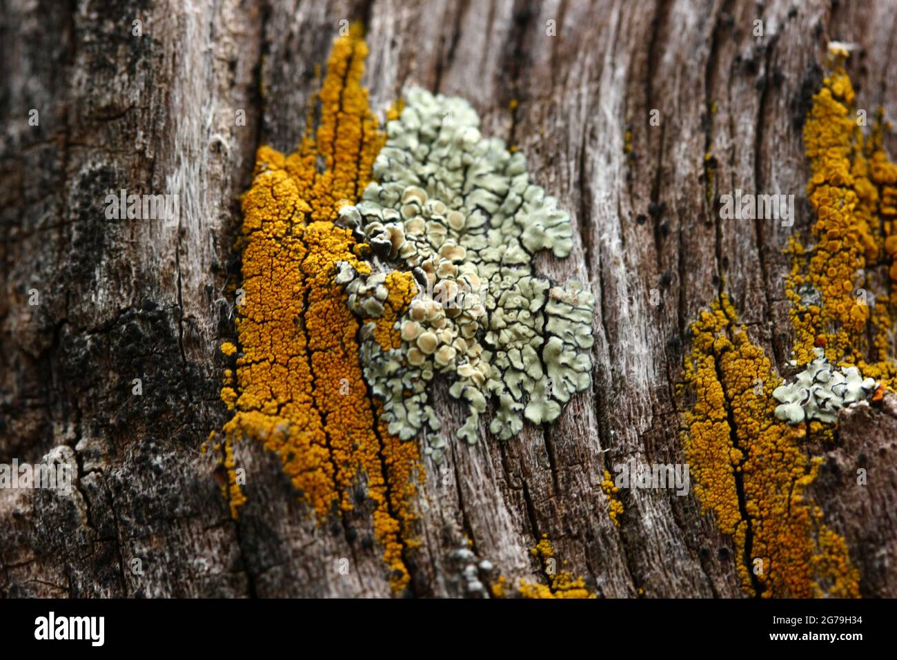 Tree trunk texture covered with fungus Stock Photo - Alamy