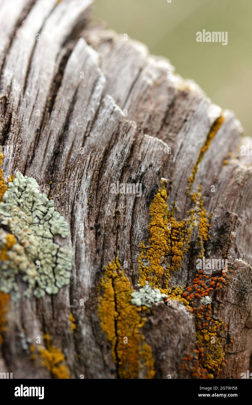 Tree trunk texture covered with fungus Stock Photo - Alamy