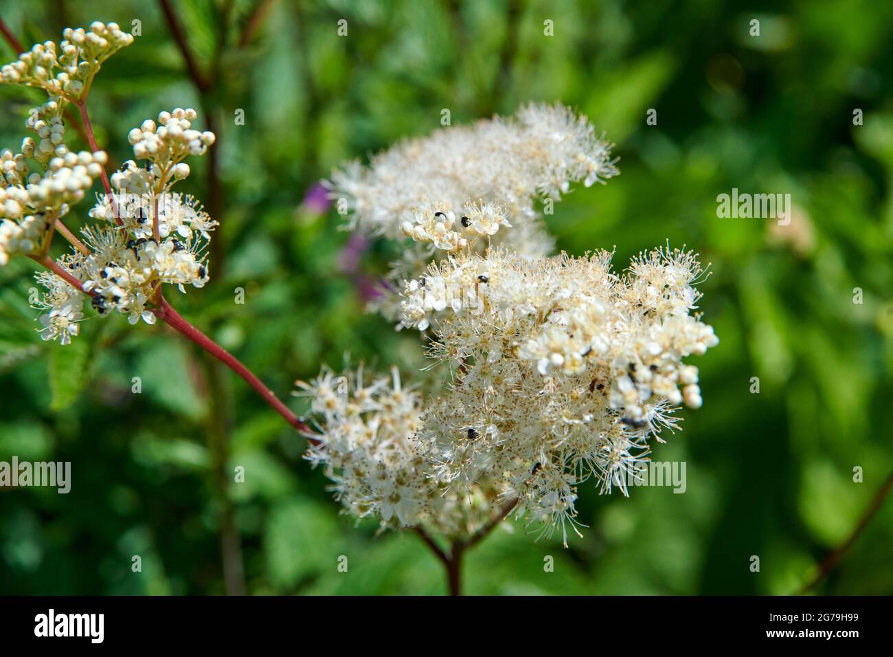 Meadowsweet (Filipendula ulmaria) is also known as Queen of the Meadow. Stock Photo