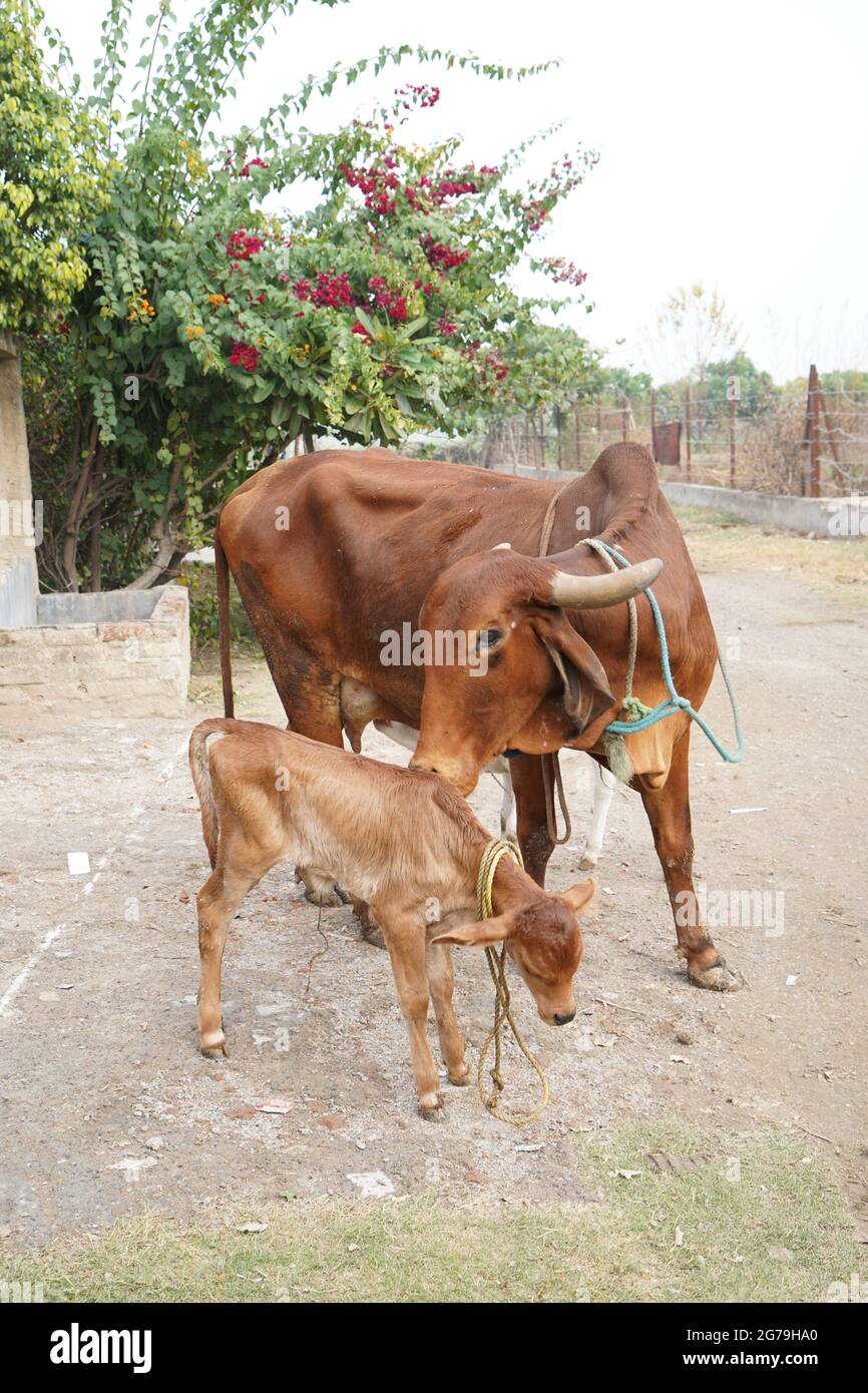 Gir or Gyr is one of the principal Zebu breeds originating in India, 4K video. Gir Cow is the best breed of Indian breed cow. Stock Photo