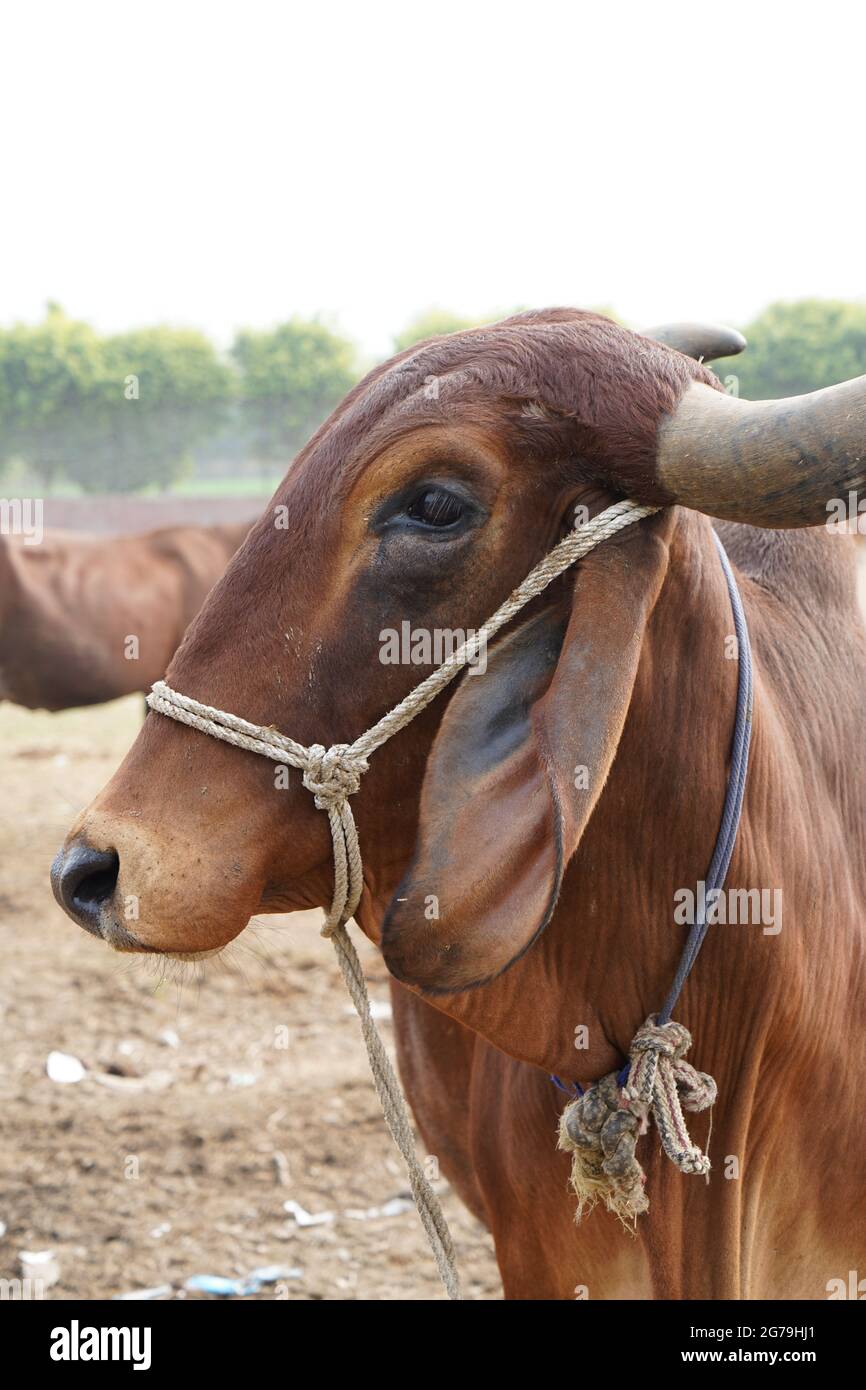 Gir or Gyr is one of the principal Zebu breeds originating in India, 4K video. Gir Cow is the best breed of Indian breed cow. Stock Photo