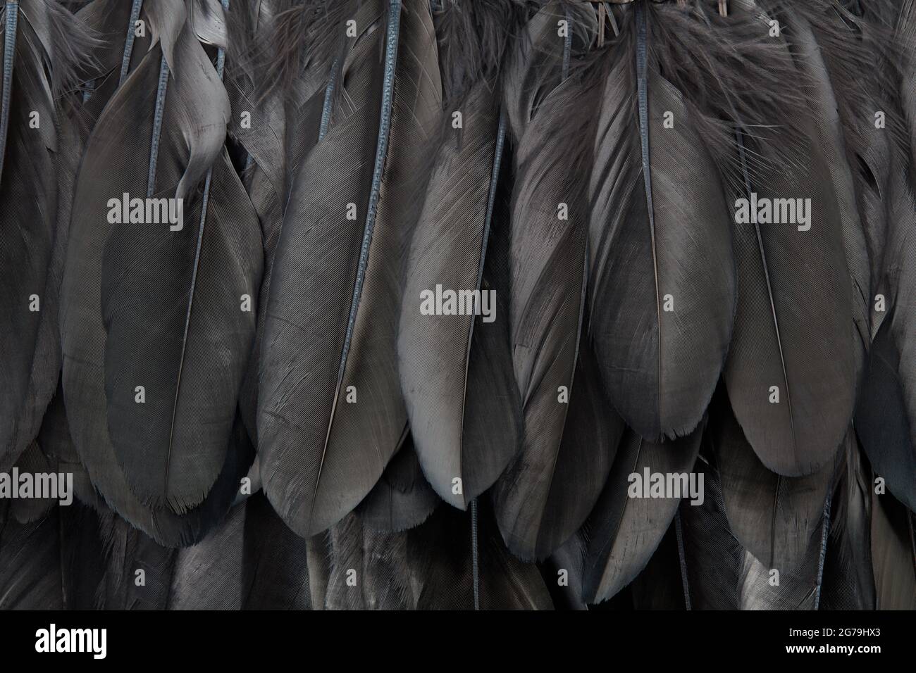 Black bird feathers texture background Stock Photo