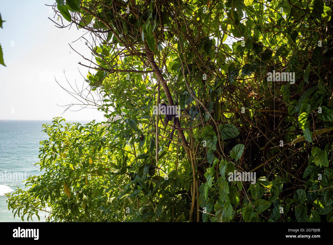 A Sagui monkey in the wild in Rio de Janeiro, Brazil. The black-tufted marmoset (callithrix penicillata) lives primarily in the Neo-tropical gallery forests of the Brazilian Central Plateau. Stock Photo