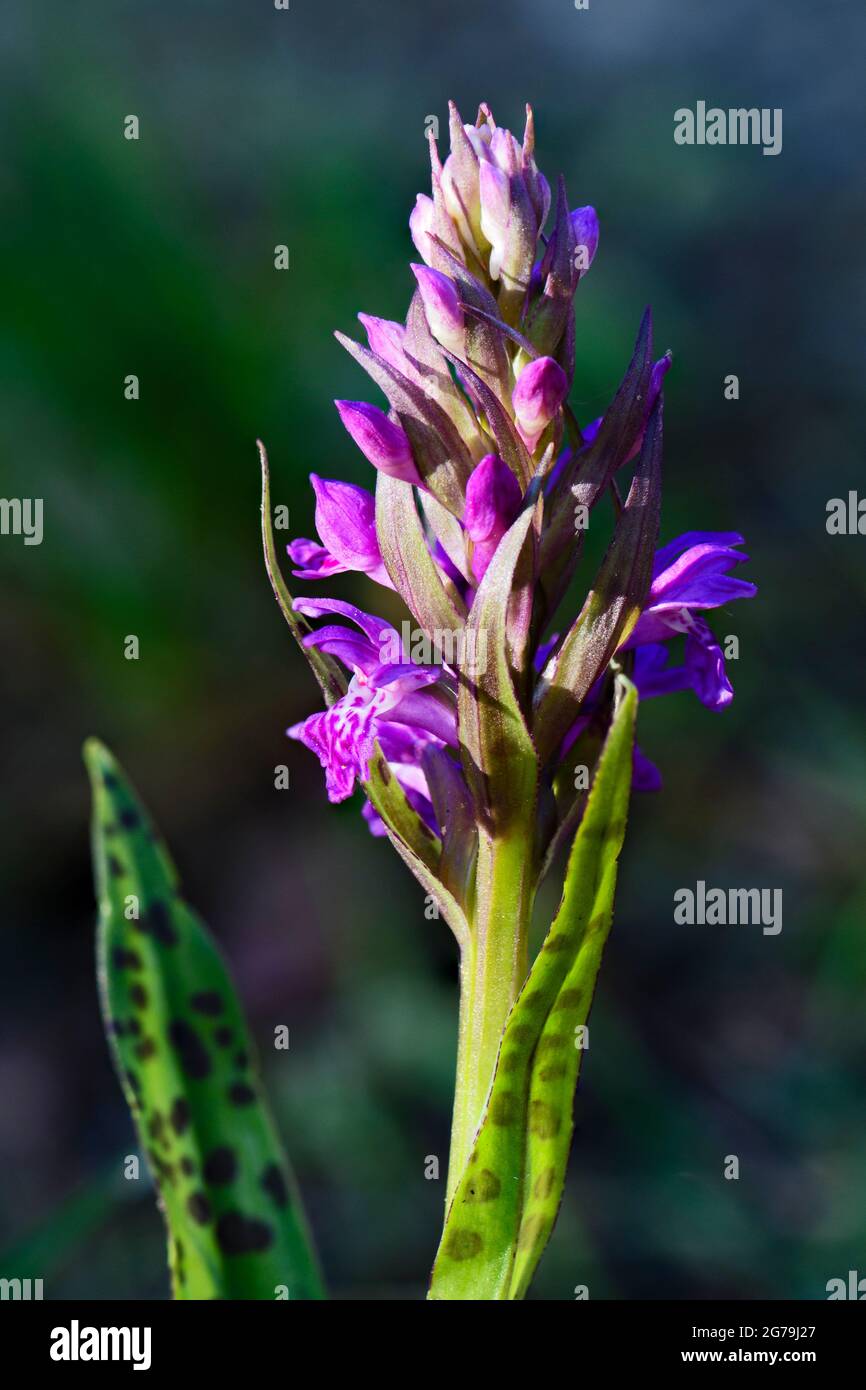 Broad-leaved Marsh Orchid - Dactylorhiza majalis, beautiful colored flowering plant from European meadows and woodlands, Czech Republic. Stock Photo