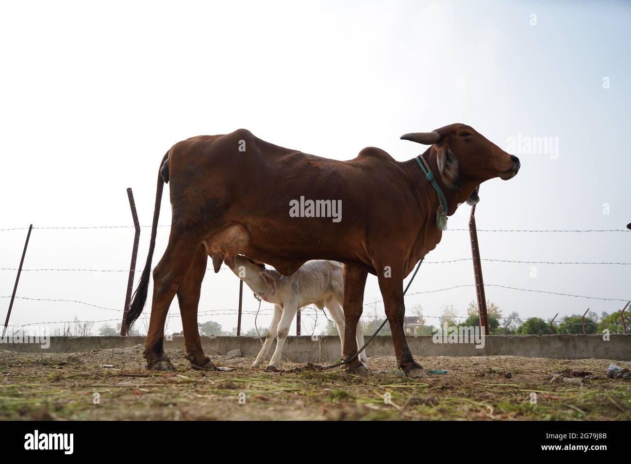 Gir Or Gyr Is One Of The Principal Zebu Breeds Originating In India, 4k 