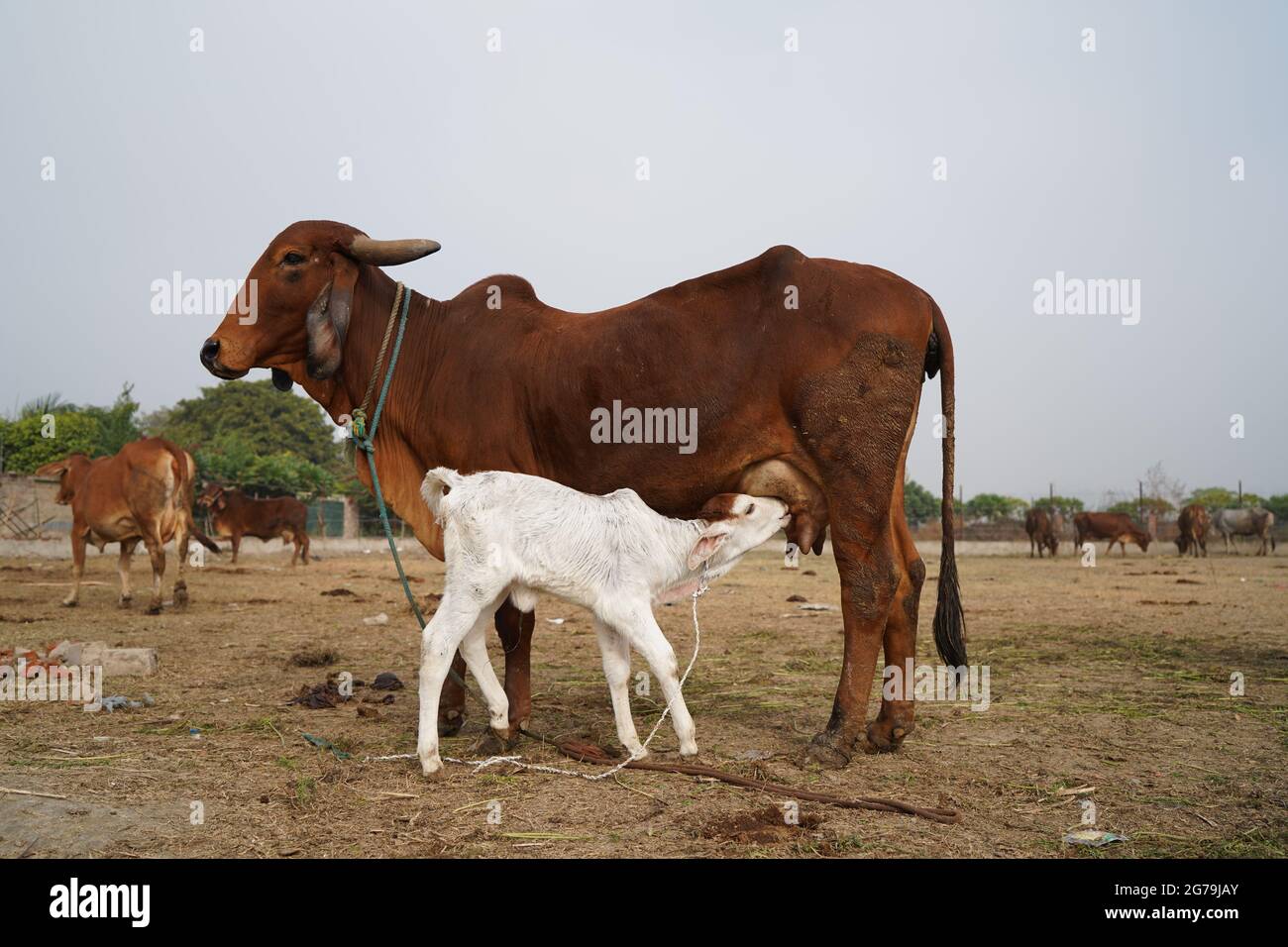 Gyr cattle Holstein Friesian cattle Ox Sahiwal cattle Kankrej gir cow cow  Goat Family india png  PNGEgg