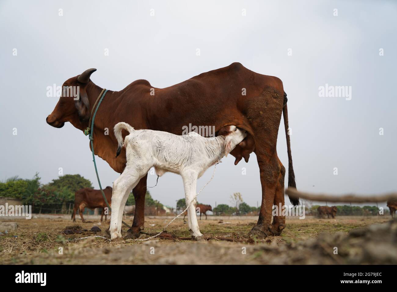 Gir or Gyr is one of the principal Zebu breeds originating in India, 4K video. Gir Cow is the best breed of Indian breed cow. Stock Photo