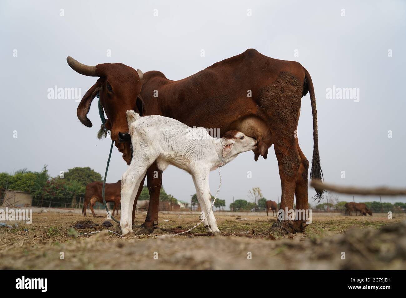 Indian Cow PNG Images, Transparent Indian Cow Image Download - PNGitem