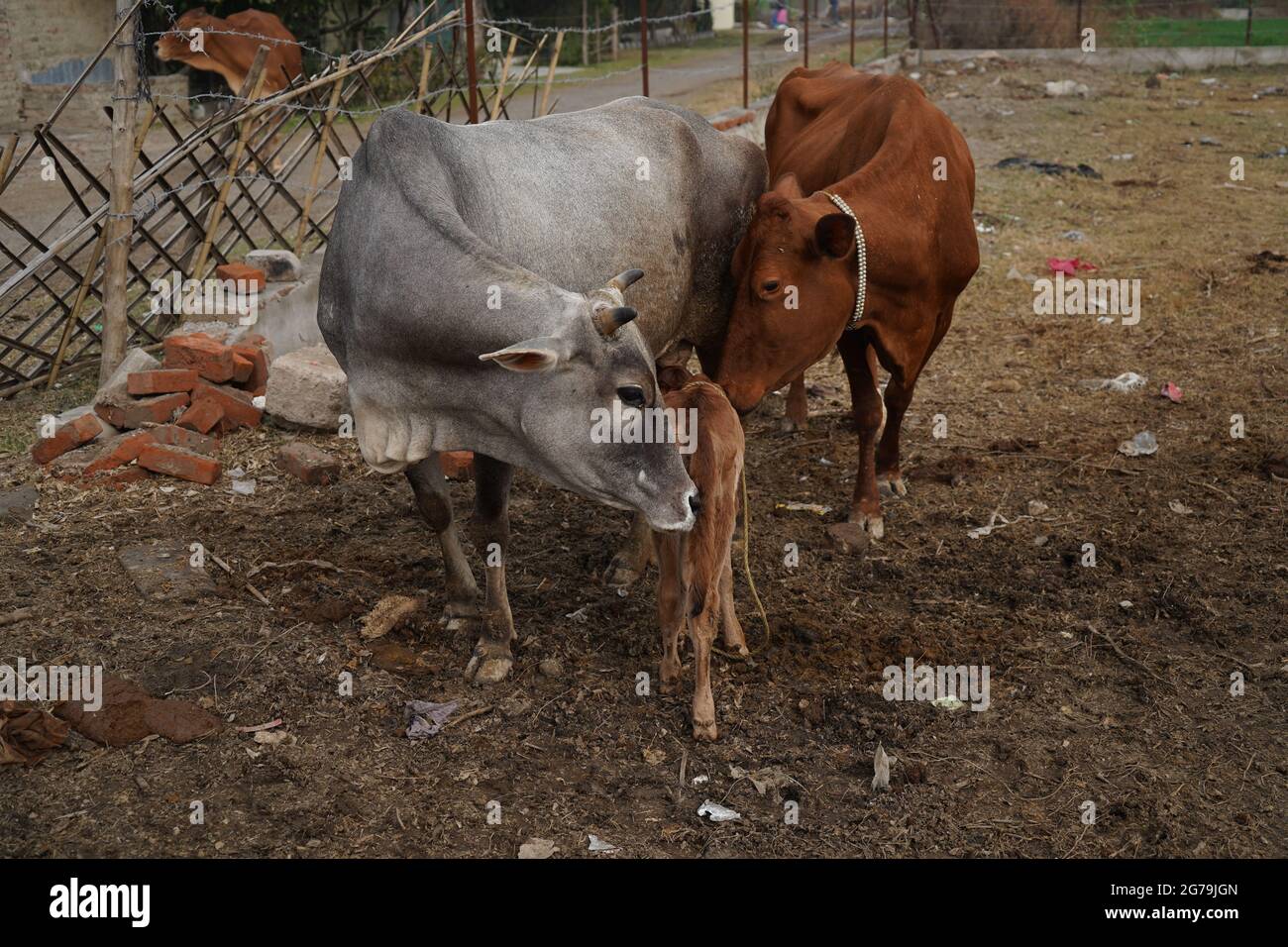 Gir or Gyr is one of the principal Zebu breeds originating in India, 4K ...