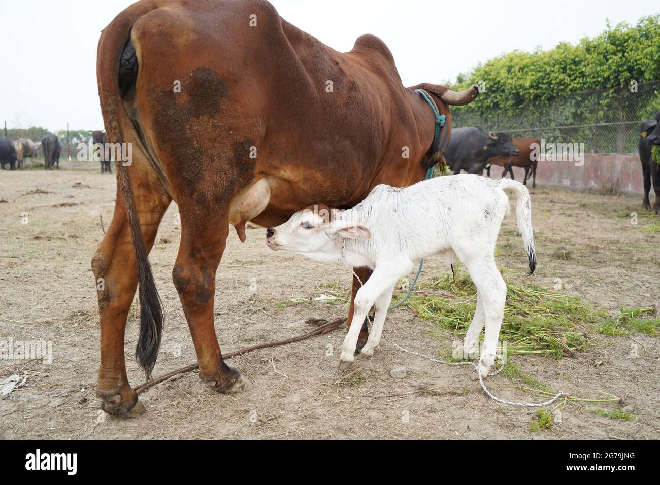 Gir or Gyr is one of the principal Zebu breeds originating in India, 4K video. Gir Cow is the best breed of Indian breed cow. Stock Photo