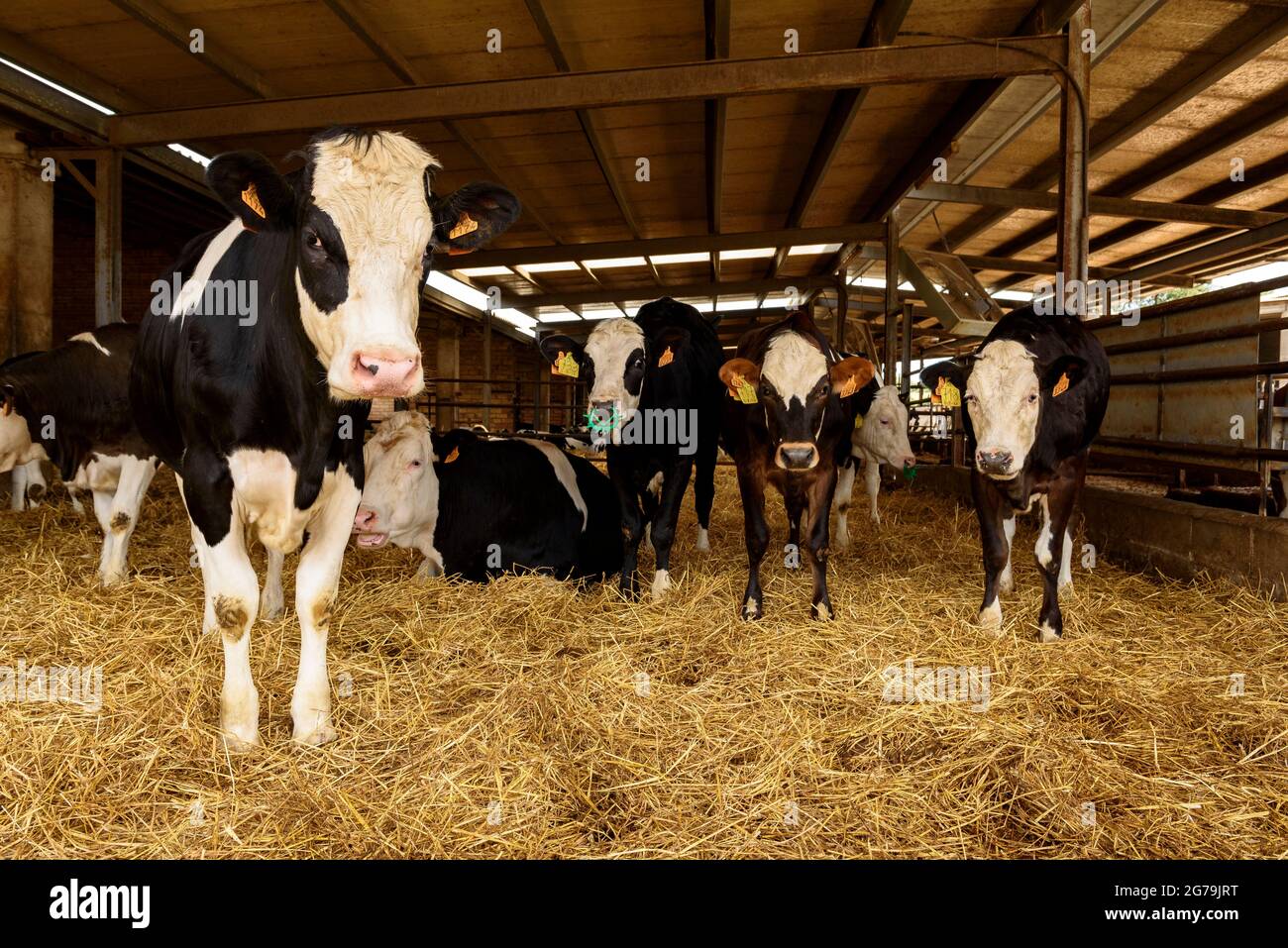 Dairy cow farm in the Soler de N'Hug livestock farmhouse, in Prats de Lluçanès (Osona, Barcelona, Catalonia, Spain) ESP: Granja de vacas lecheras Stock Photo