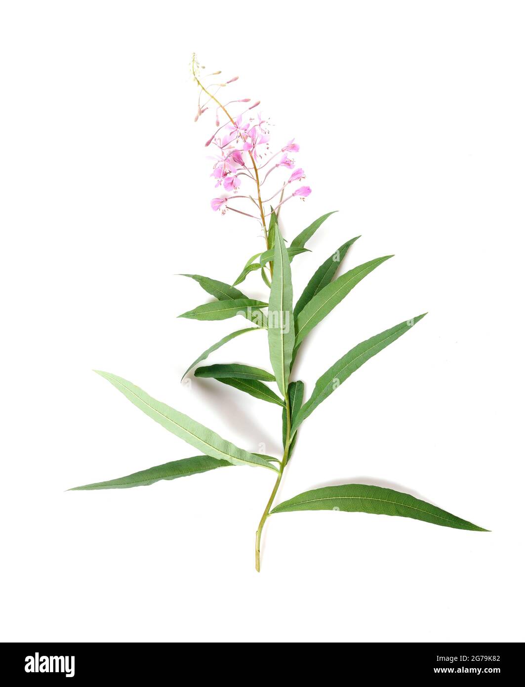Fireweed, Rosebay Willowherb isolated on white background. Willow-herb isolated on white background. Medicinal plant. Blooming sally Stock Photo