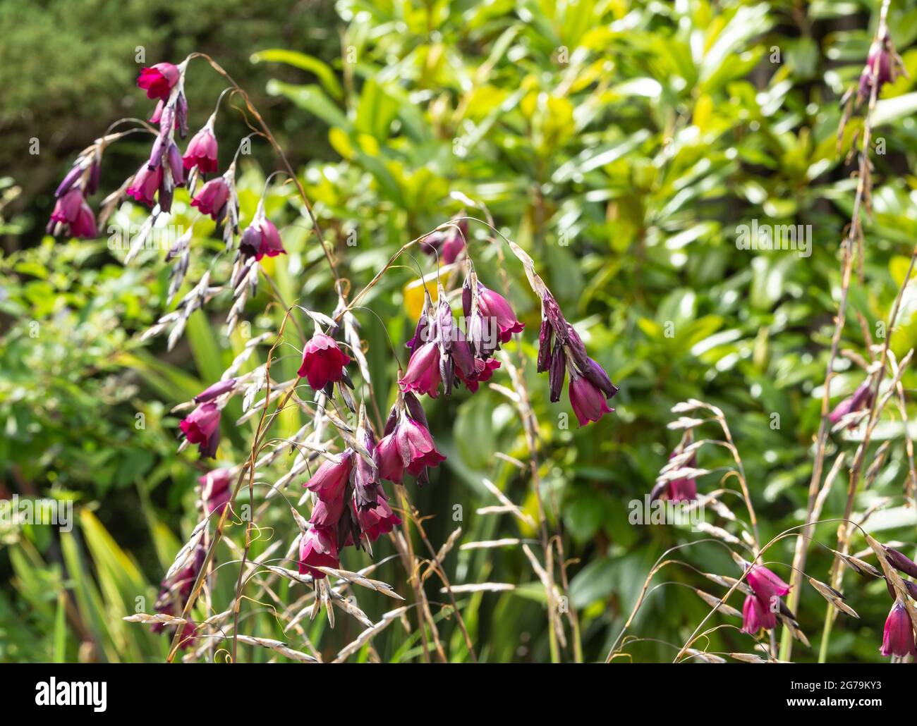 Dierama Merlin, Angels Fishing Rods, wandflower, growing beside a garden pond in Devon. Stock Photo