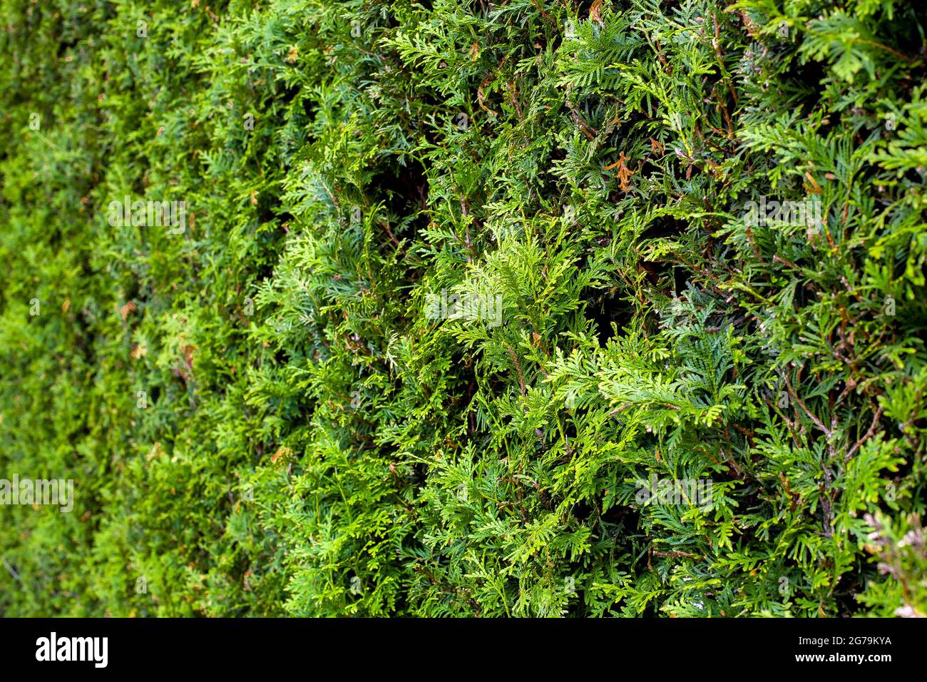 thuja evergreen bush arborvitae texture, trimmed plant for landscaping parks and gardens, close-up branches, nobody. Stock Photo