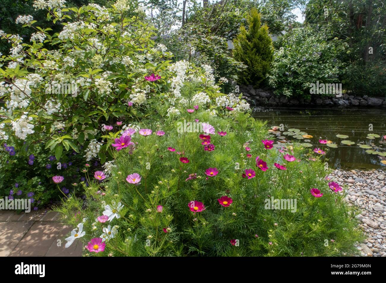 Pots filled with cosmos beside white hydrangea paniculata 'White Moth', white moth hydrangea and geranium roxanne, by a garden pond. Stock Photo