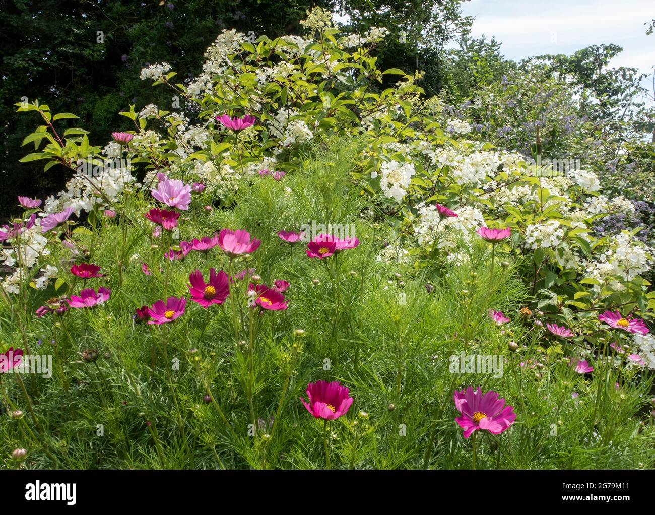 Pots filled with cosmos beside white hydrangea paniculata 'White Moth', white moth hydrangea. Stock Photo