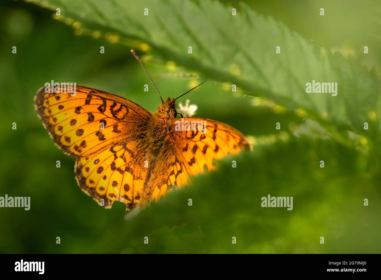 Lesser marbled fritillary (Brenthis ino) Stock Photo