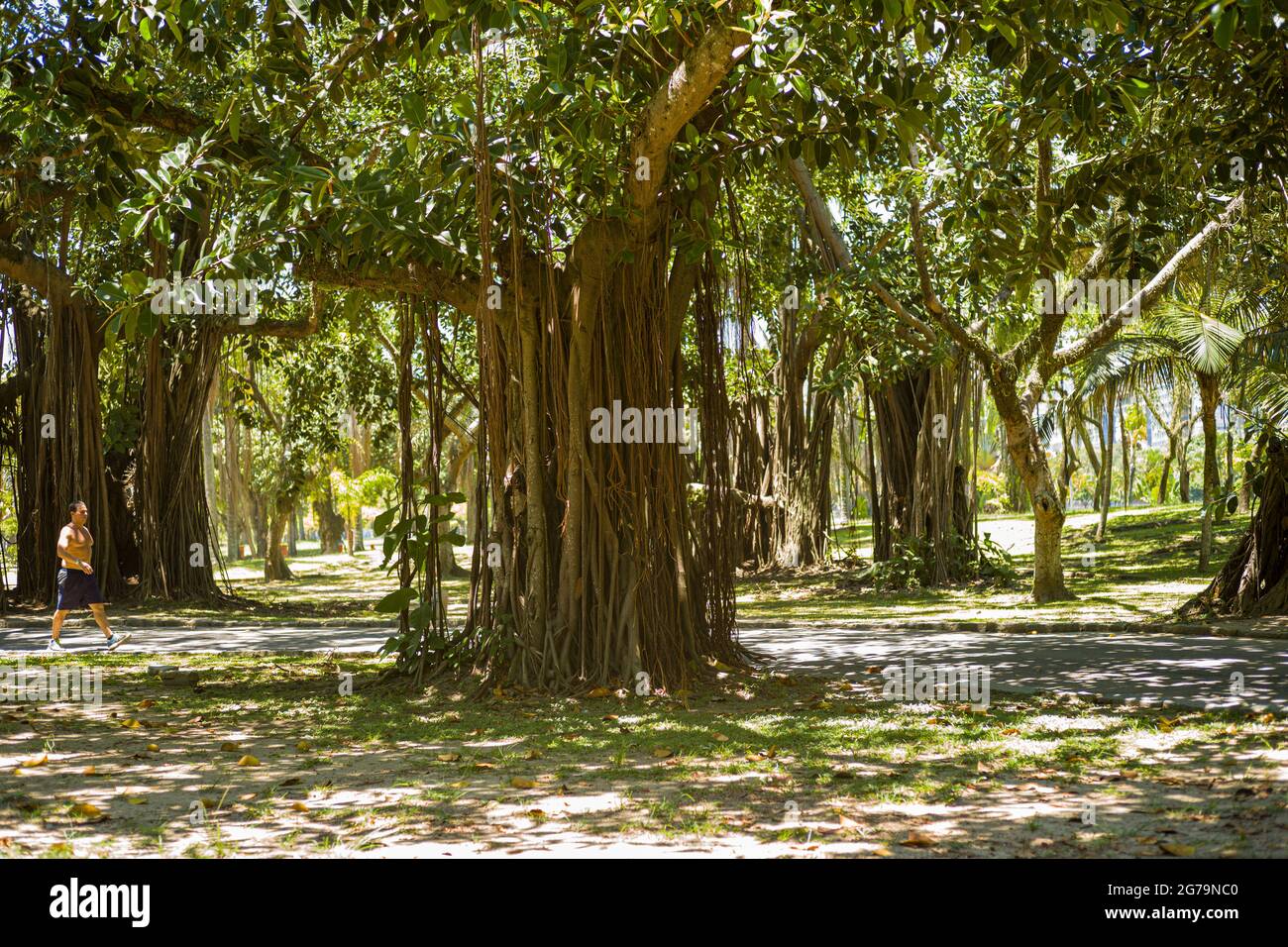 Large fig trees with many supports and branches drooping to the ground in Flamengo Park - Parque Aterro do Flamengo - in Rio de Janeiro. An extensive beachfront park with sports fields, walking/cycling paths, a skate park & art museum. Stock Photo