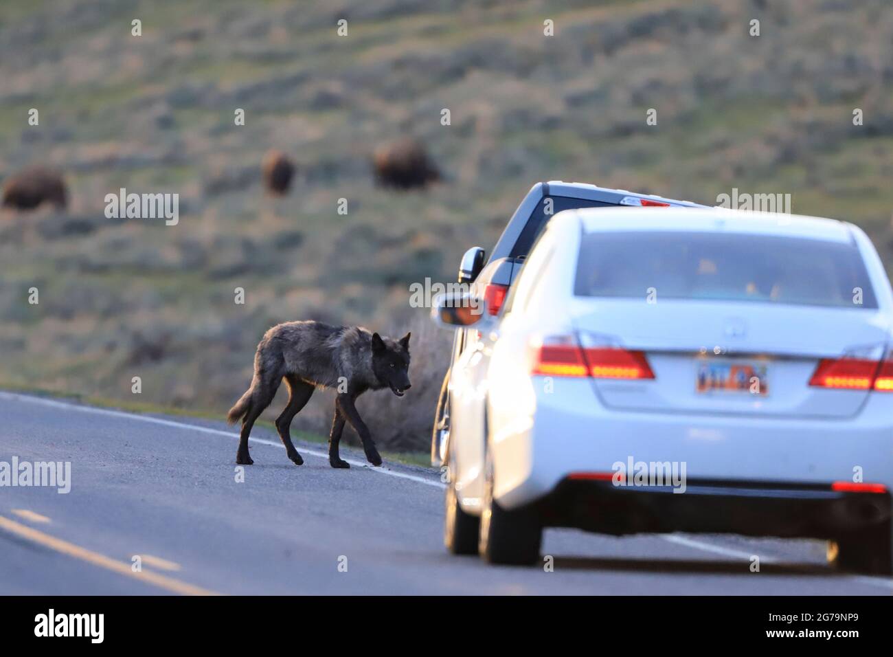 Wolf crossing the road in traffic in Yellowstone National Park, Wyoming Stock Photo