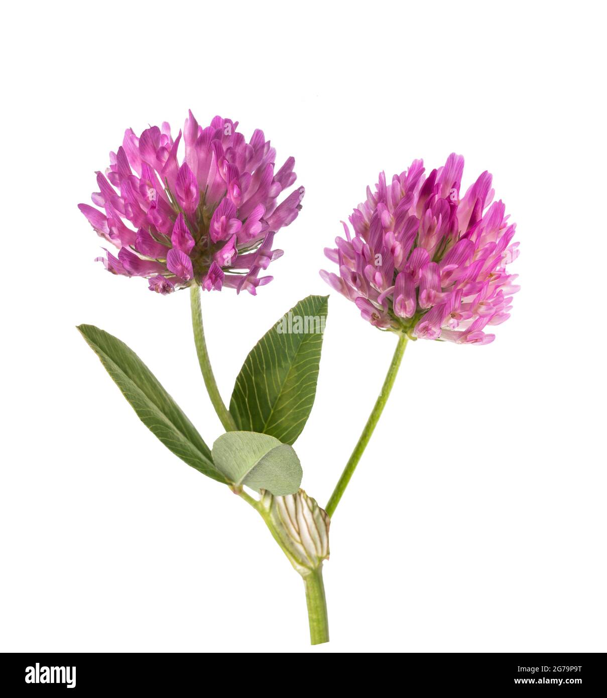 Clover flowers  isolated on white background Stock Photo
