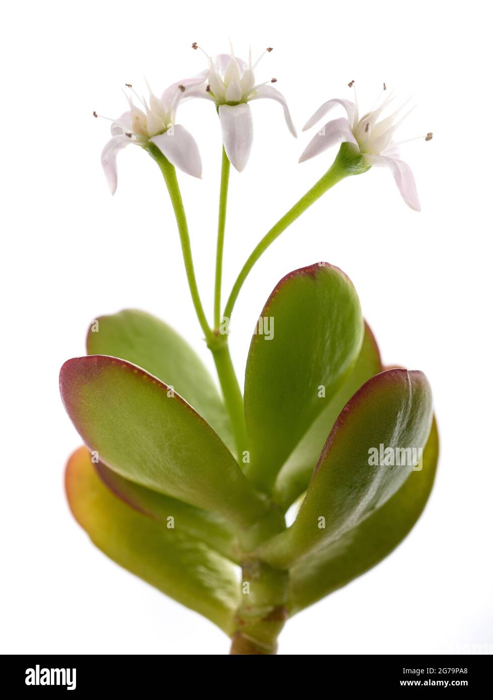 Crassula portulacea branch with flowers isolated on white background Stock Photo