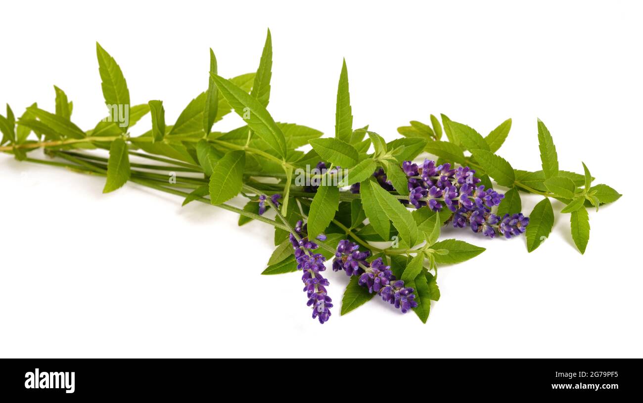 Lemon verbena and lavender isolated on white background Stock Photo