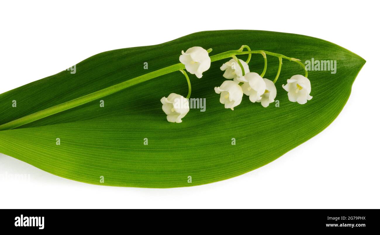 Lily of the valley isolated on white background Stock Photo - Alamy
