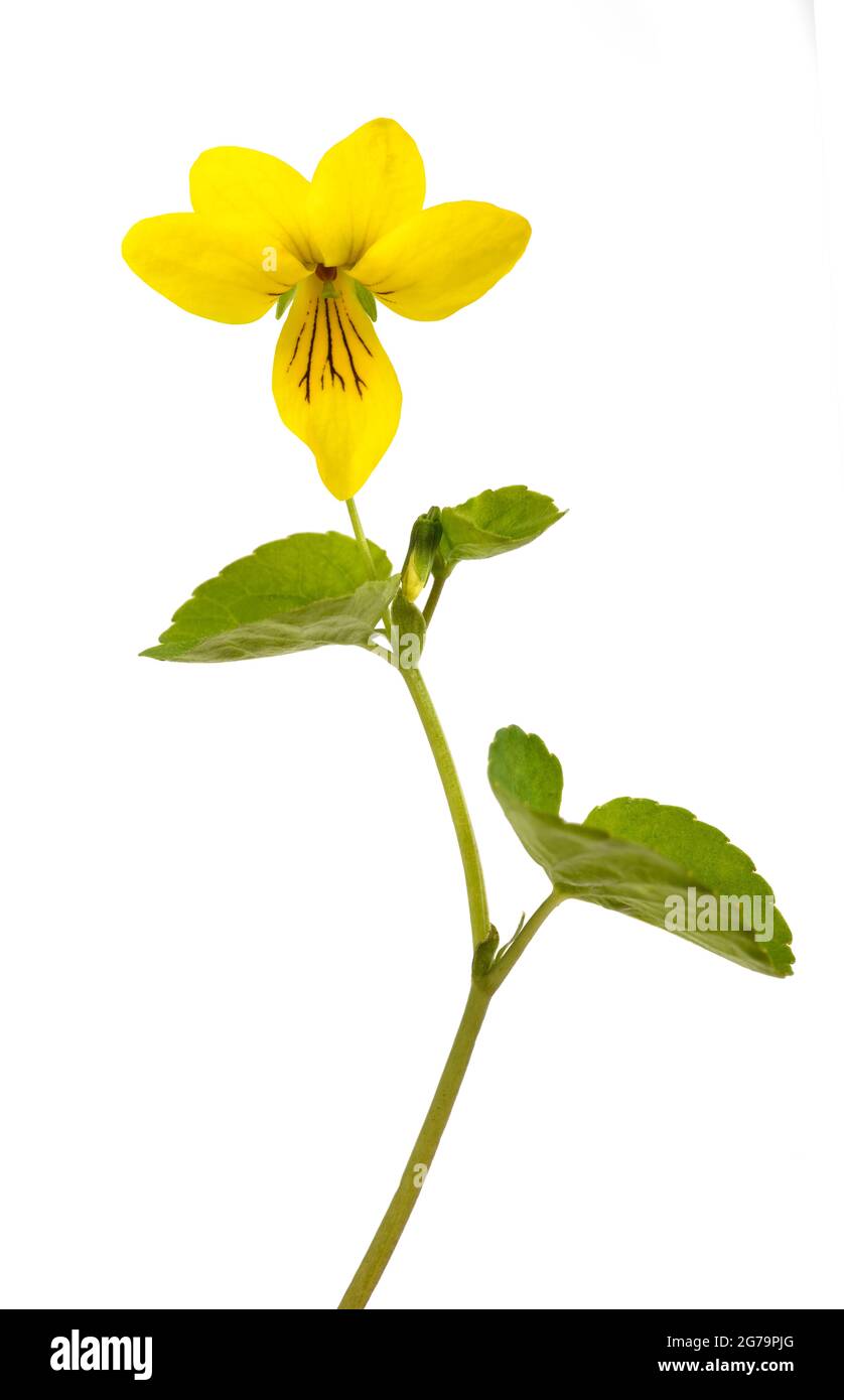 Yellow Twoflower violet isolated on white background Stock Photo