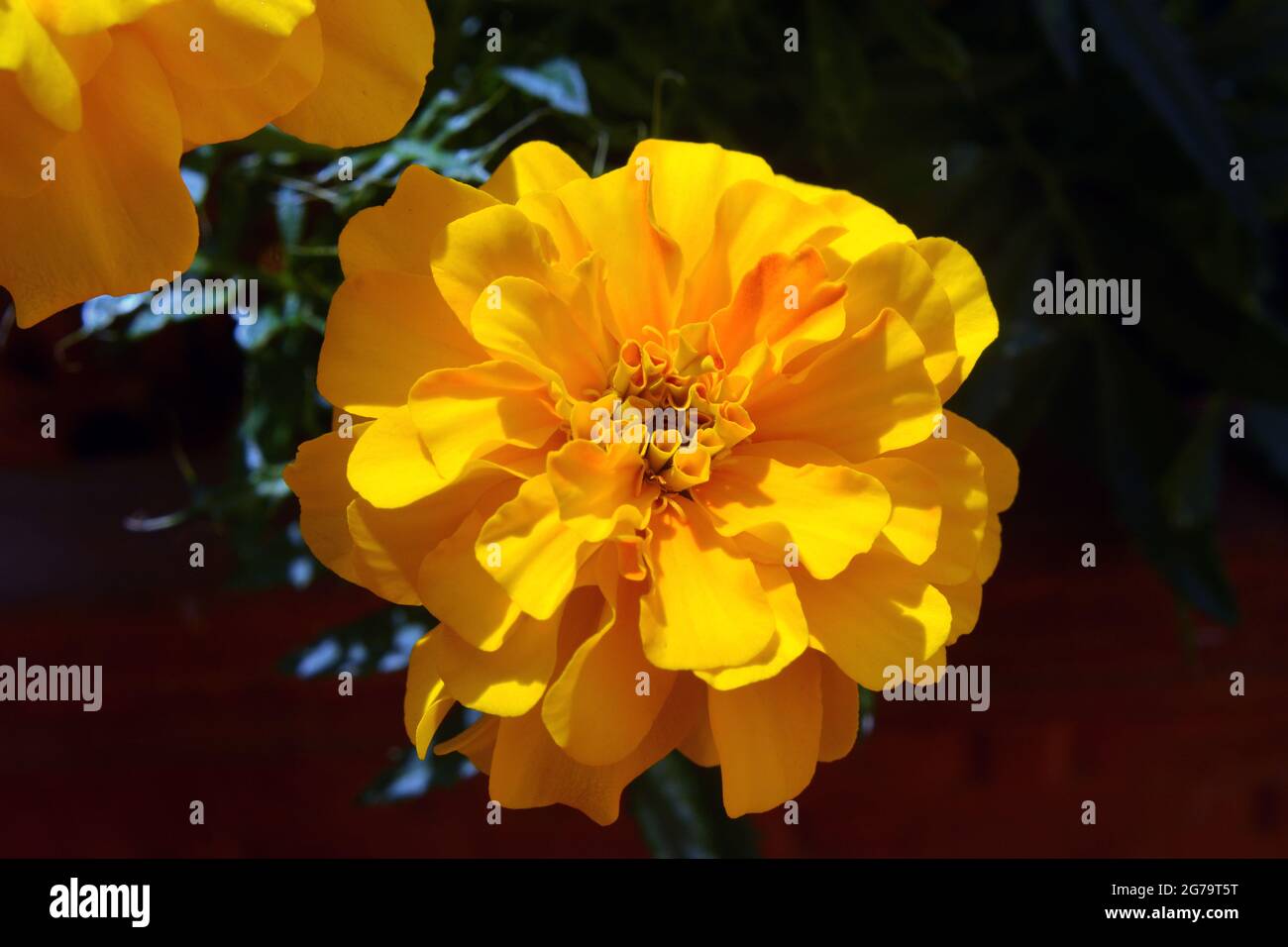 Potted marigold flowers hires stock photography and images Alamy