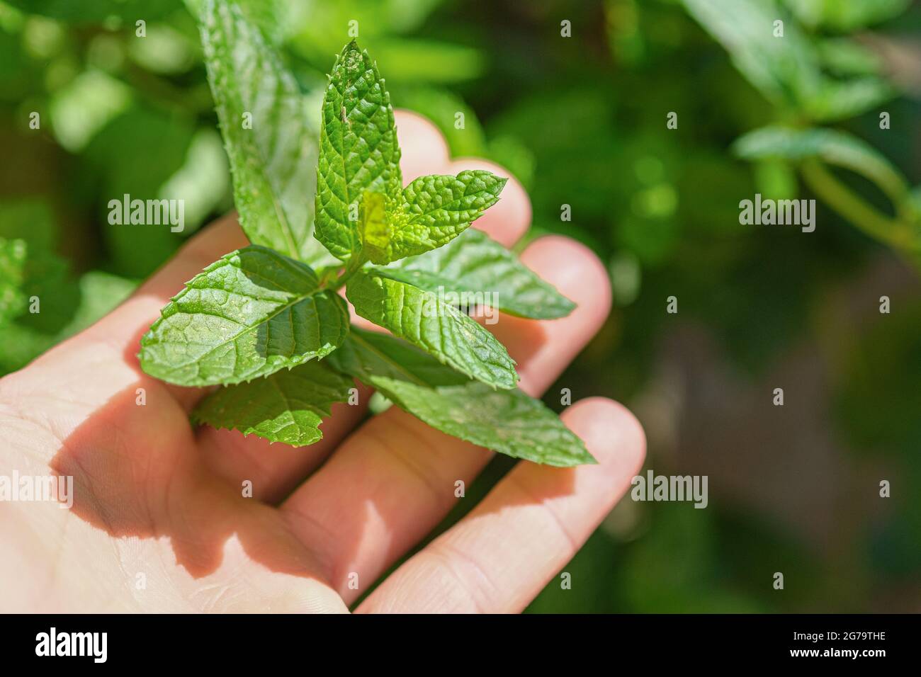 Plant Food For Mint Leaves