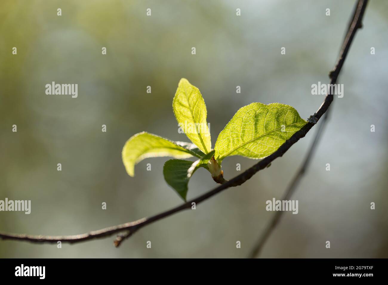 Bird-cherry (Prunus padus) twig, new leaves, natural bokeh background Stock Photo