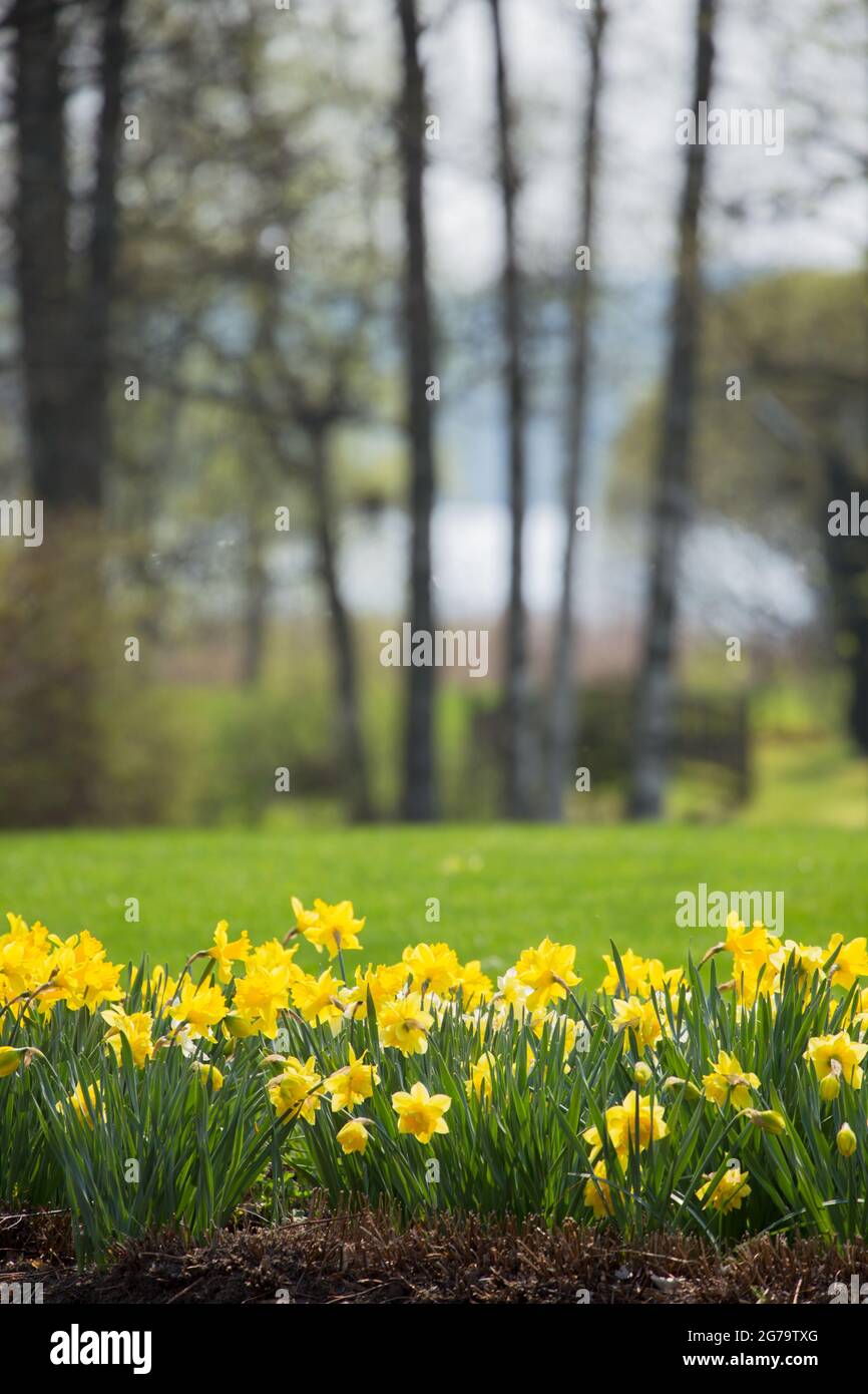 Daffodils in bloom, flower bed, spring scene Stock Photo Alamy