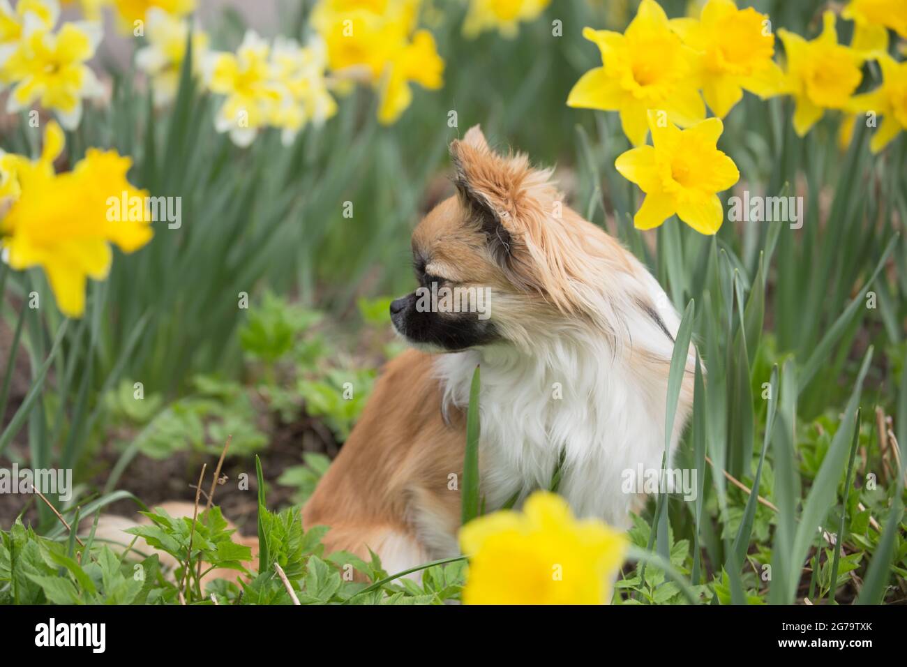 Cute chihuahua (long-haired) surrounded by yellow daffodils, spring scene Stock Photo