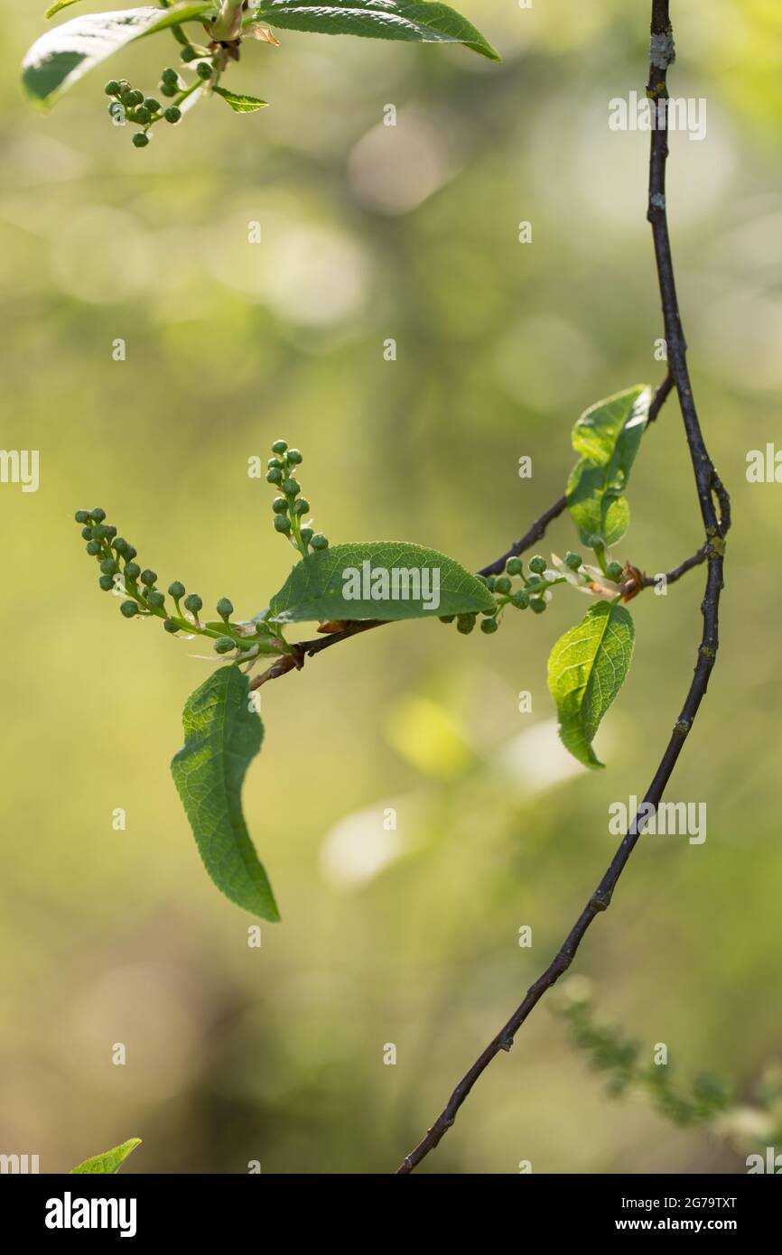Bird-cherry (Prunus padus) twig, new leaves with flower buds, natural bokeh background Stock Photo