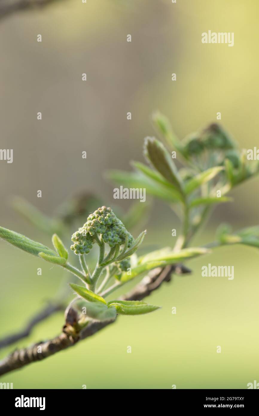 Rowan tree branch, inflorescences in bud, blurred nature background Stock Photo