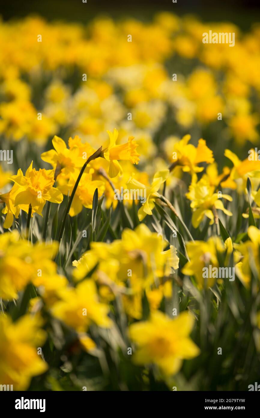 Photo of yellow daffodil hires stock photography and images Alamy