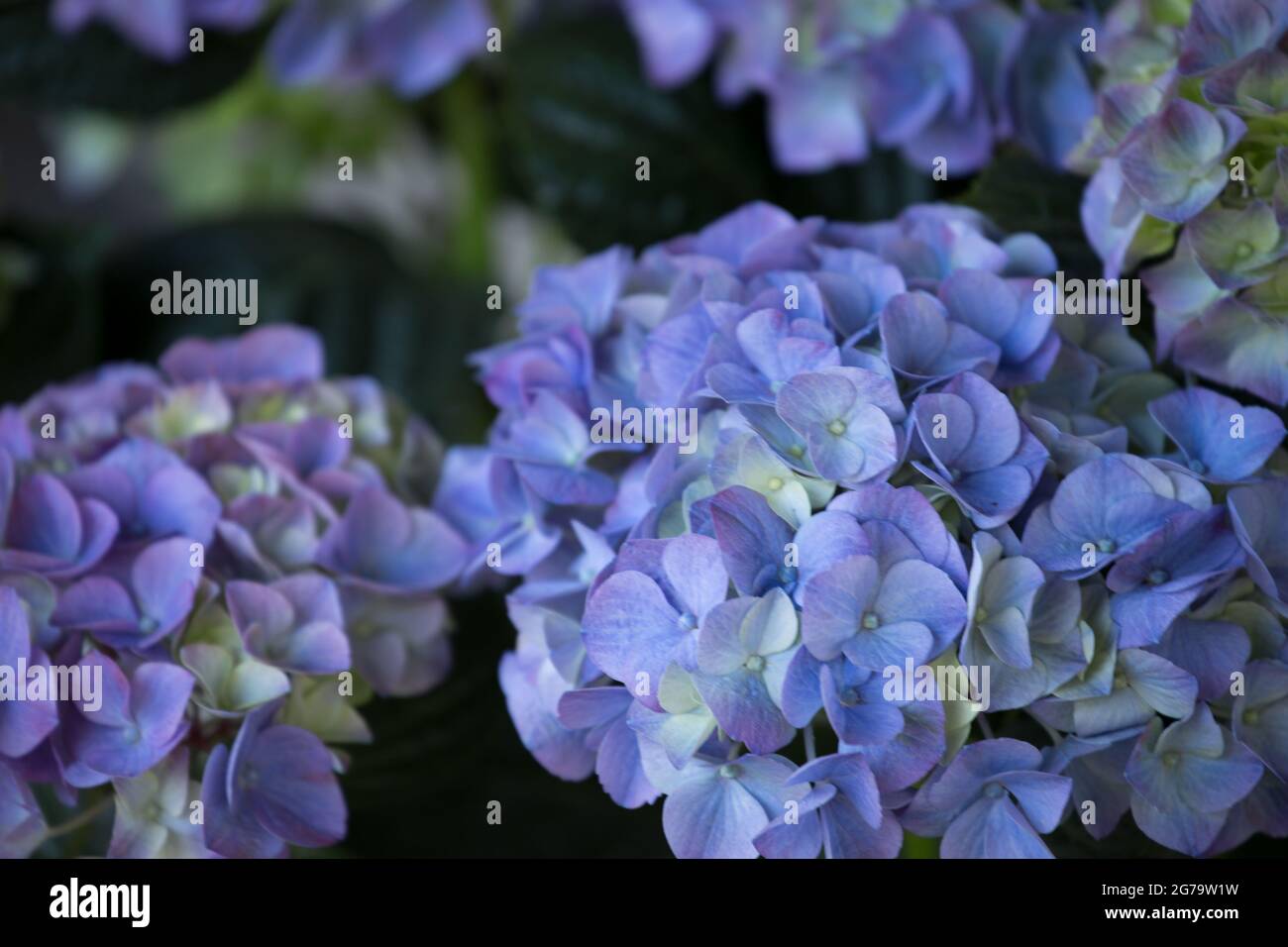 Blue Hydrangea, garden plant in bloom Stock Photo
