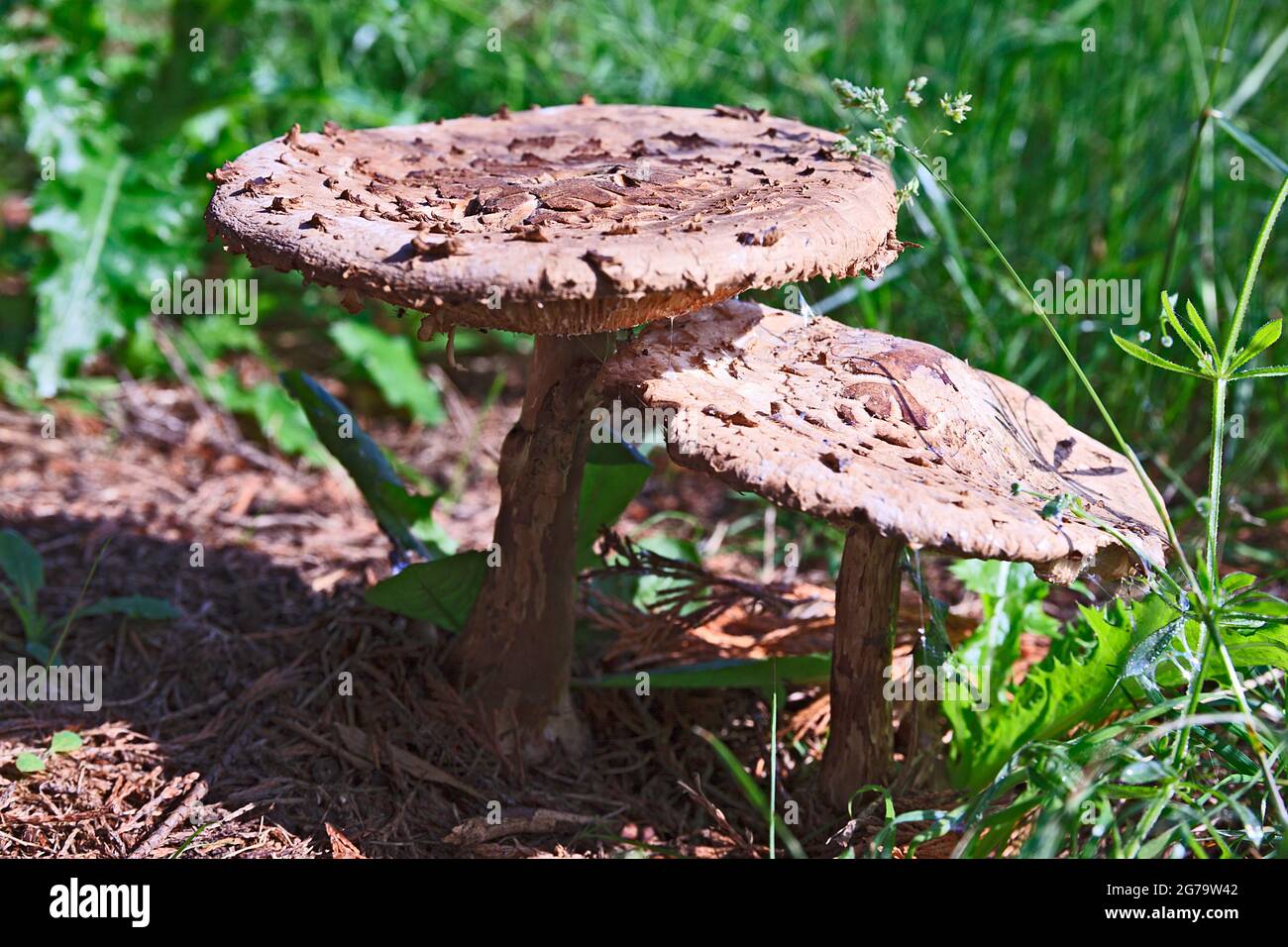 Parasol Mushroom (Macrolepiota procera) Stock Photo