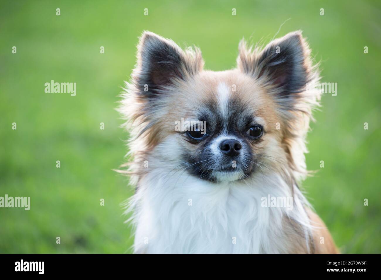 Long haired top male chihuahua