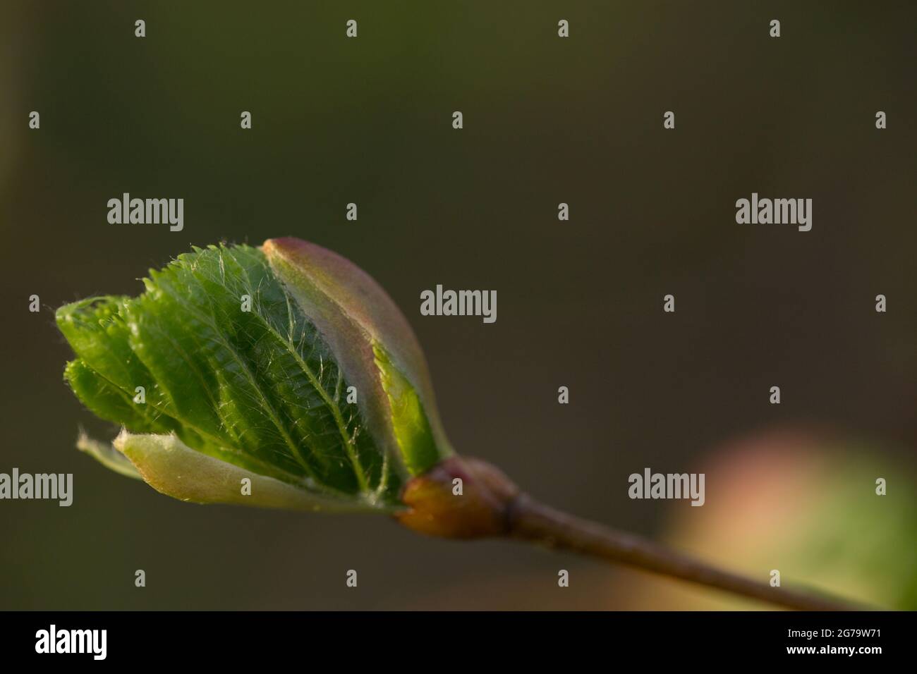 Linden tree twigs with green young leaf hi-res stock photography and