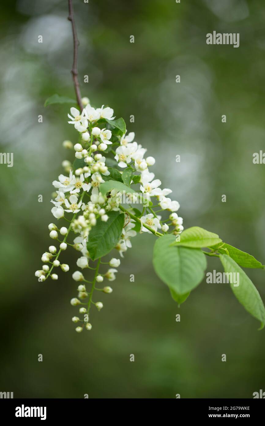 Bird-cherry branch, white flowers, green leaves, bokeh background Stock Photo