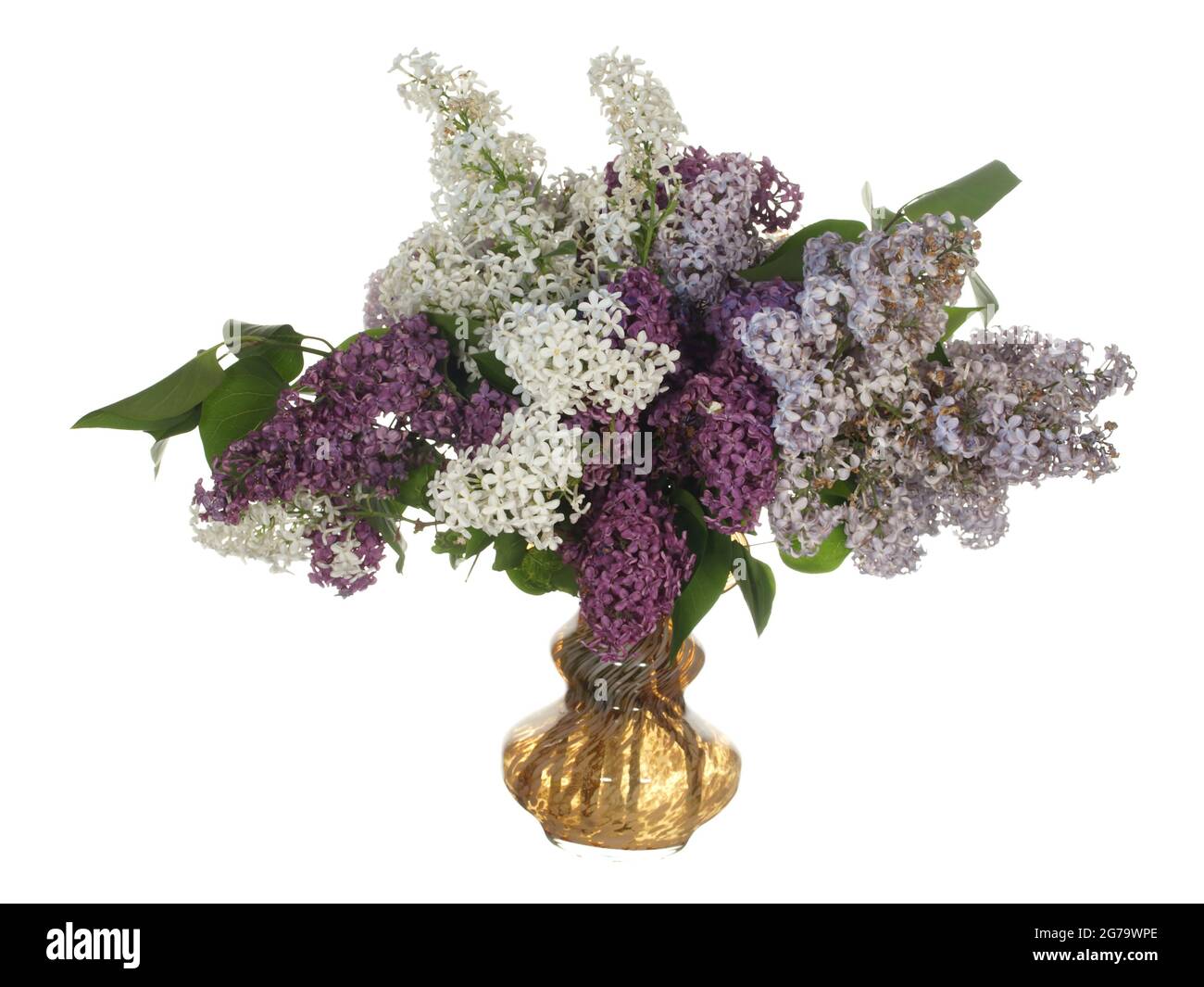 Branches of blooming lilacs in a glass vase isolated on a white ...