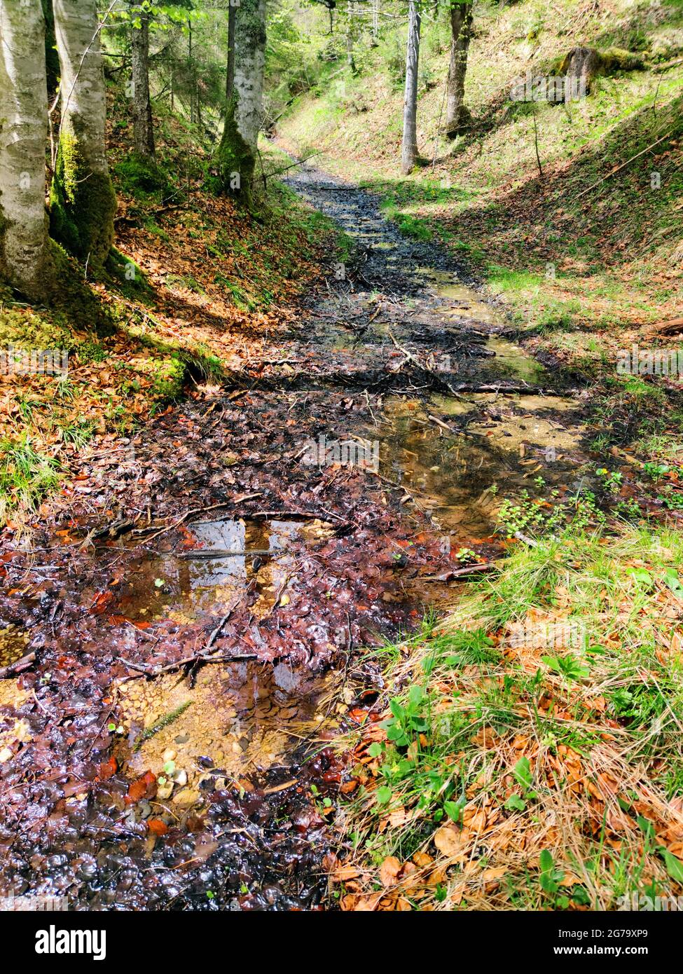 Forest path in the beech forest flooded after heavy rain Stock Photo