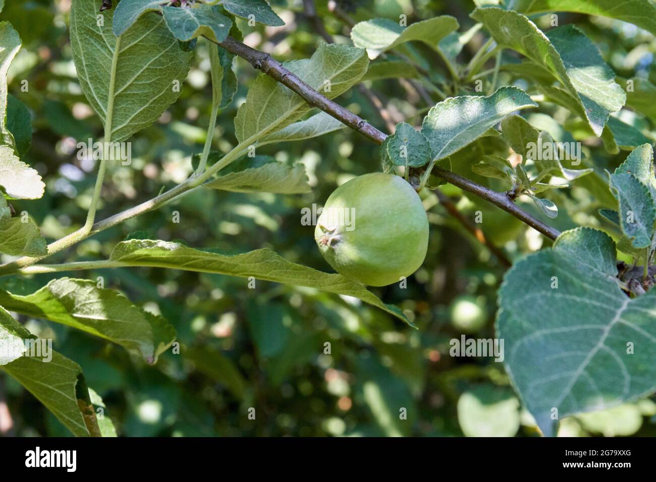 Small unripe green sour apple hanging on a tree close-up. Stock Photo